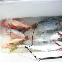 大進丸(新潟) 釣果