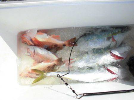 大進丸(新潟) 釣果