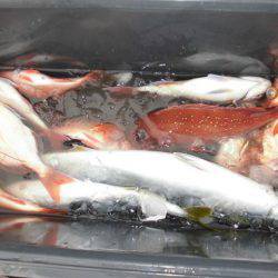 大進丸(新潟) 釣果