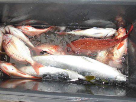 大進丸（新潟） 釣果