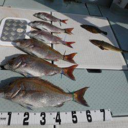 遊漁船 幸友丸 釣果