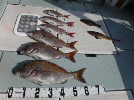 遊漁船 幸友丸 釣果