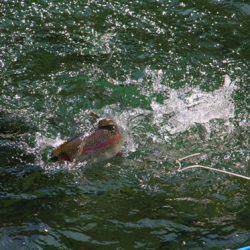 小菅トラウトガーデン 釣果