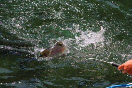 小菅トラウトガーデン 釣果