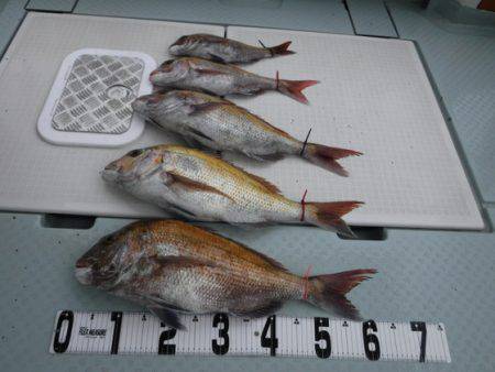 遊漁船 幸友丸 釣果