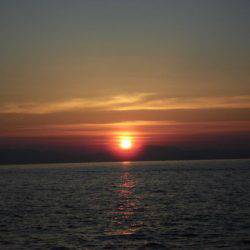 大進丸（新潟） 釣果