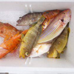 真祐丸 （しんゆうまる） 釣果