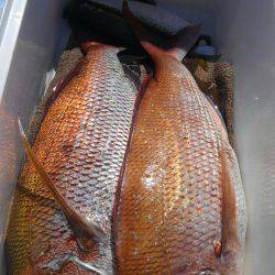 遊漁船 新鋭丸 釣果