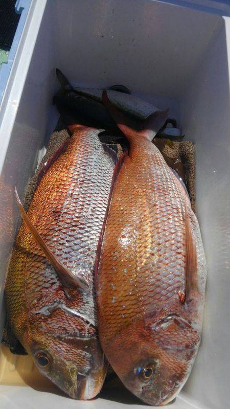 遊漁船 新鋭丸 釣果