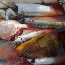 遊漁船 新鋭丸 釣果