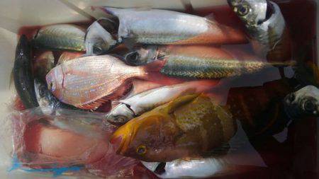遊漁船 新鋭丸 釣果