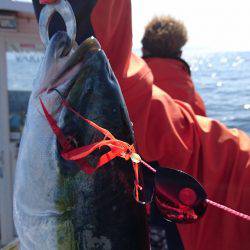 遊漁船ブルーウッズ 釣果