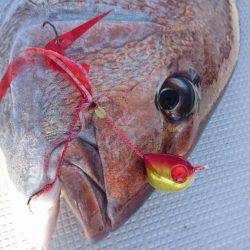 遊漁船ブルーウッズ 釣果