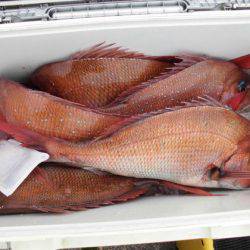 大進丸（新潟） 釣果