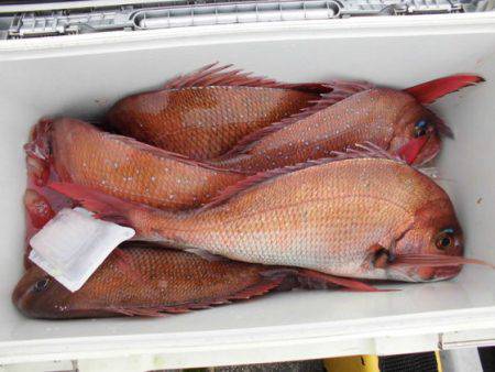 大進丸（新潟） 釣果