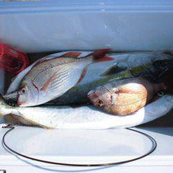 大進丸(新潟) 釣果