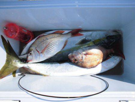 大進丸(新潟) 釣果