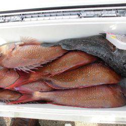 大進丸(新潟) 釣果