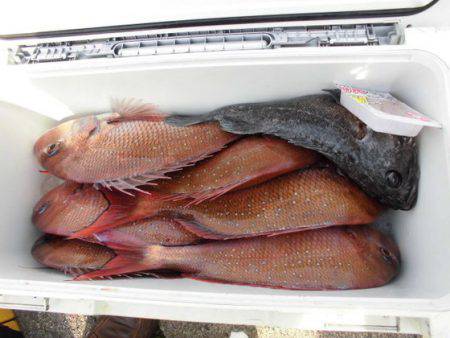 大進丸(新潟) 釣果