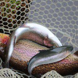 小菅トラウトガーデン 釣果