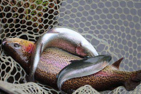 小菅トラウトガーデン 釣果