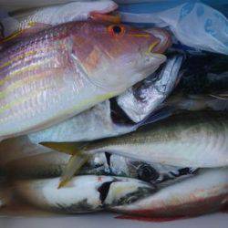 遊漁船 新鋭丸 釣果