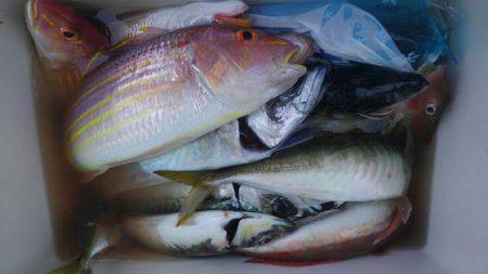 遊漁船 新鋭丸 釣果