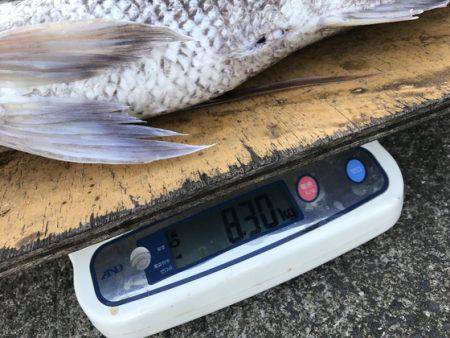 寿裕 （YOSHIHIRO） 釣果