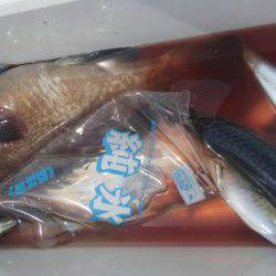 遊漁船 新鋭丸 釣果