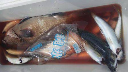 遊漁船 新鋭丸 釣果