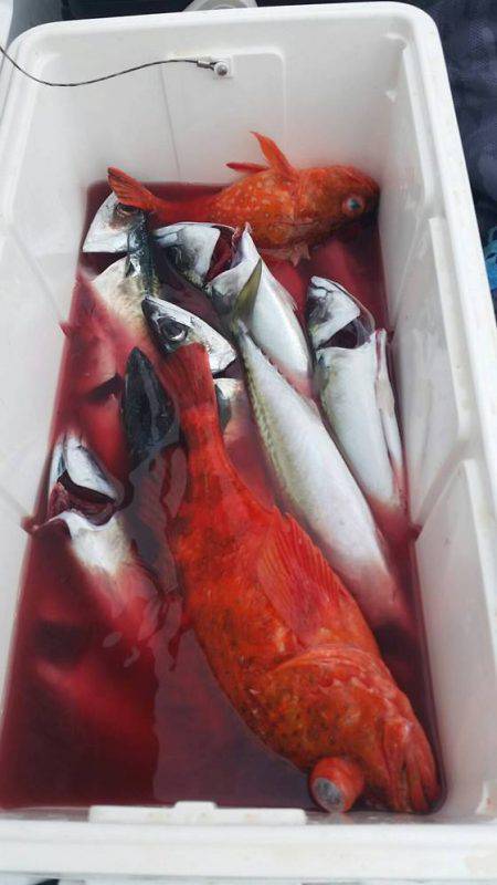 第五慶門丸 釣果