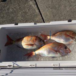 遊漁船高橋 釣果