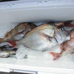 大進丸(新潟) 釣果