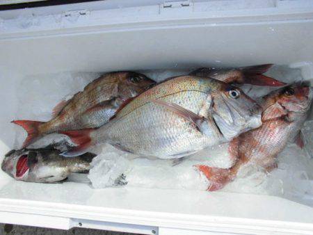 大進丸(新潟) 釣果