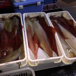 幸風（さちかぜ） 釣果