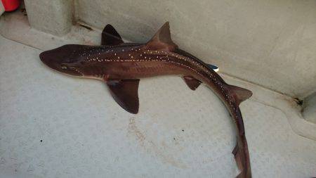 遊漁船ブルーウッズ 釣果