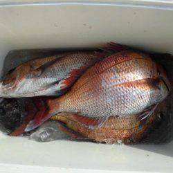 大進丸(新潟) 釣果