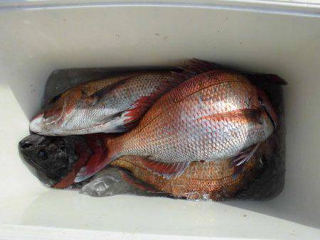 大進丸(新潟) 釣果