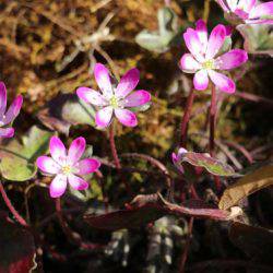小菅トラウトガーデン 釣果