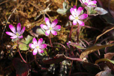 小菅トラウトガーデン 釣果