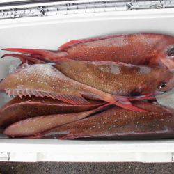 大進丸(新潟) 釣果