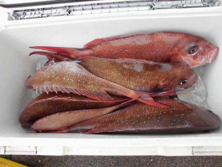 大進丸(新潟) 釣果