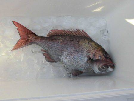 大進丸(新潟) 釣果