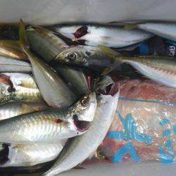 遊漁船 新鋭丸 釣果