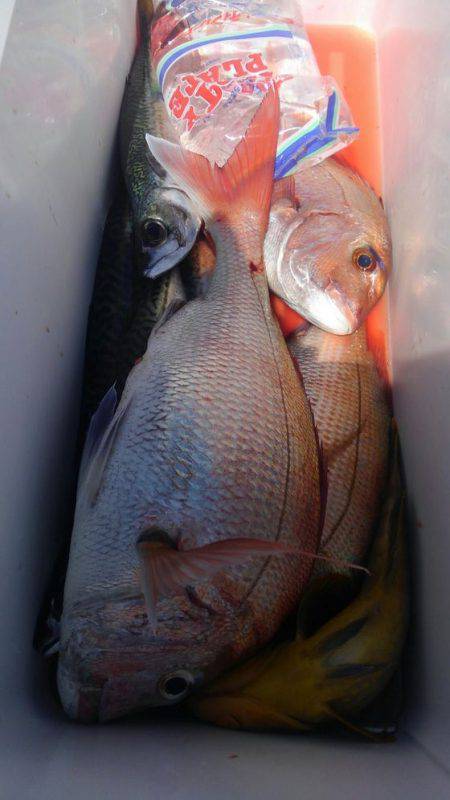 遊漁船 新鋭丸 釣果