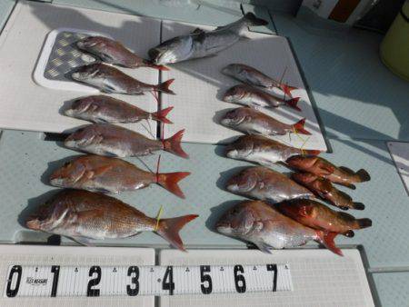 遊漁船 幸友丸 釣果