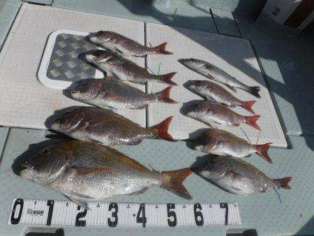 遊漁船 幸友丸 釣果