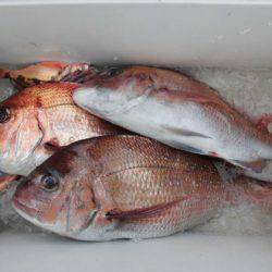 大進丸(新潟) 釣果