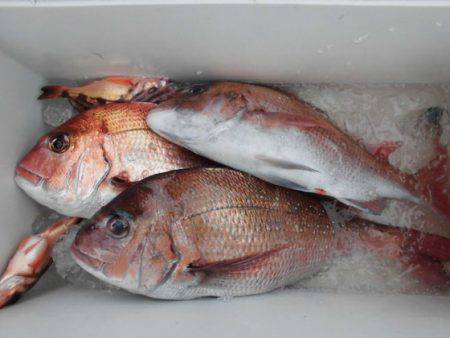 大進丸(新潟) 釣果