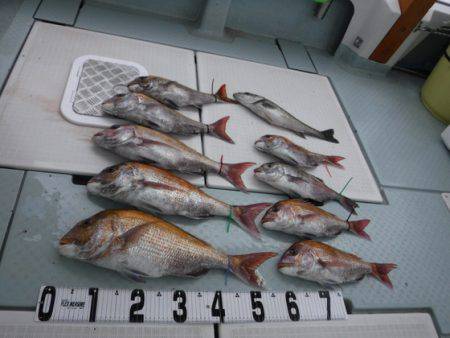 遊漁船 幸友丸 釣果